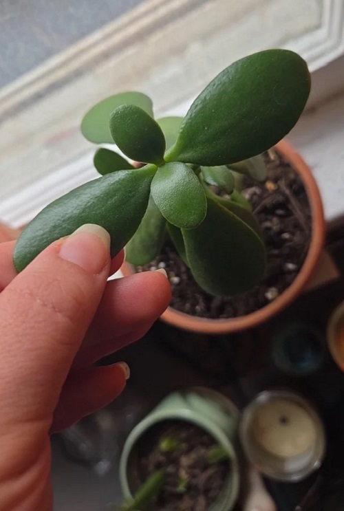 touch the plant leaves