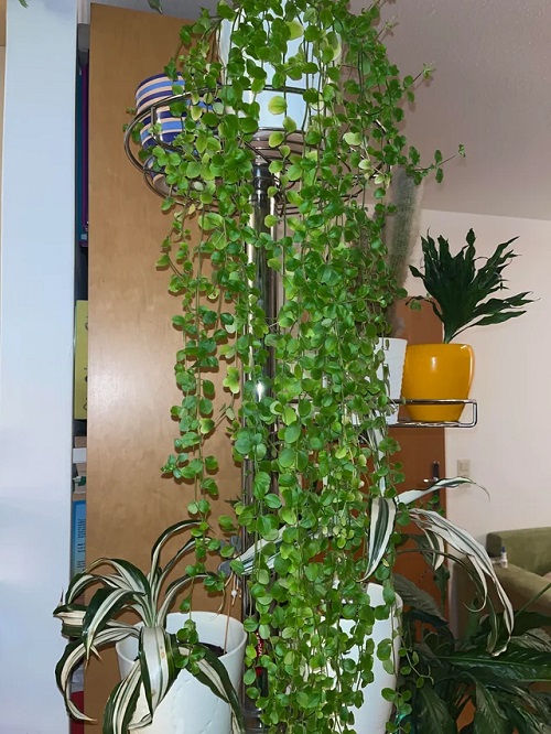 trailing plant