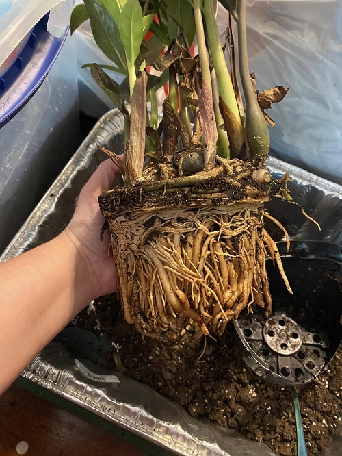 zz plant Crowded root 