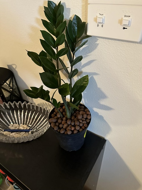 zz plant cold hardy