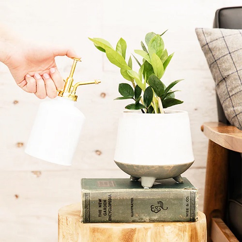 zz plant fertilizer 