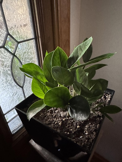 zz plant near window 