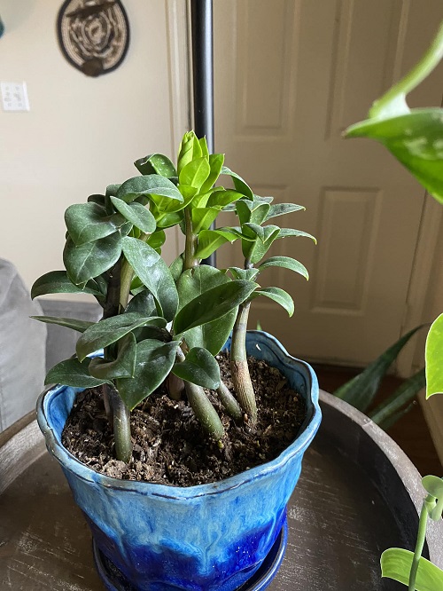 Signs That Your ZZ Plant Is Too Comfortable And Not Growing