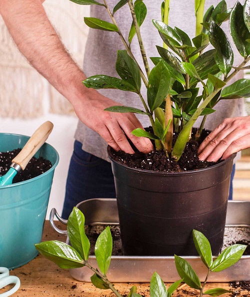 zz plant soil