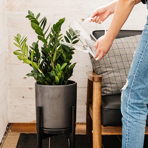 zz plant watering