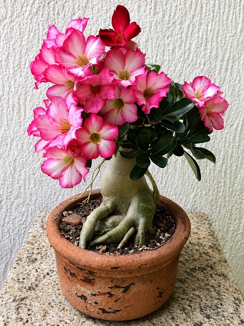 Desert Rose