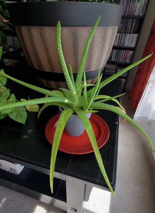 Aloe Vera