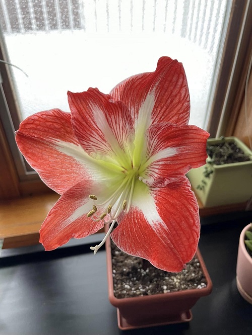 The Secret to Growing Huge Amaryllis Flowers at Home