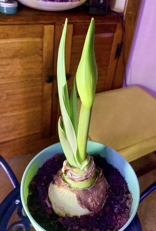 Amaryllis bulb