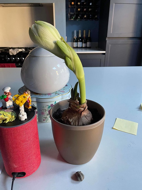 Amaryllis bulb not blooming
