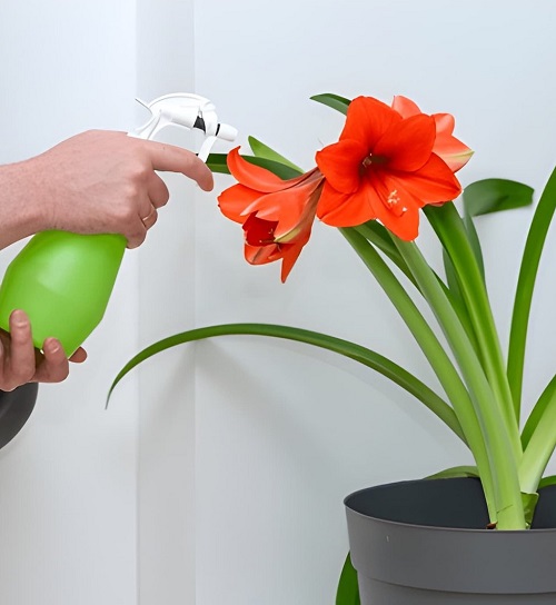 Amaryllis fertilizer