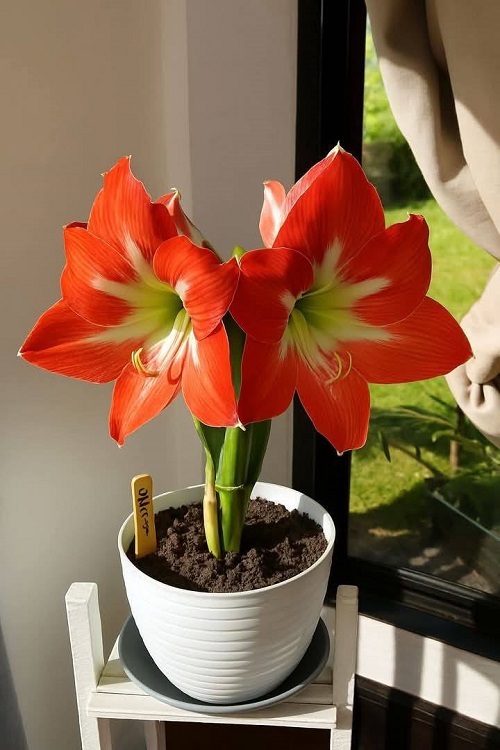 The Secret to Growing Huge Amaryllis Flowers at Home