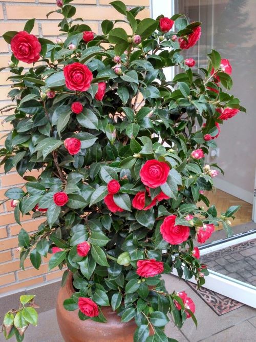  Middlemist Red