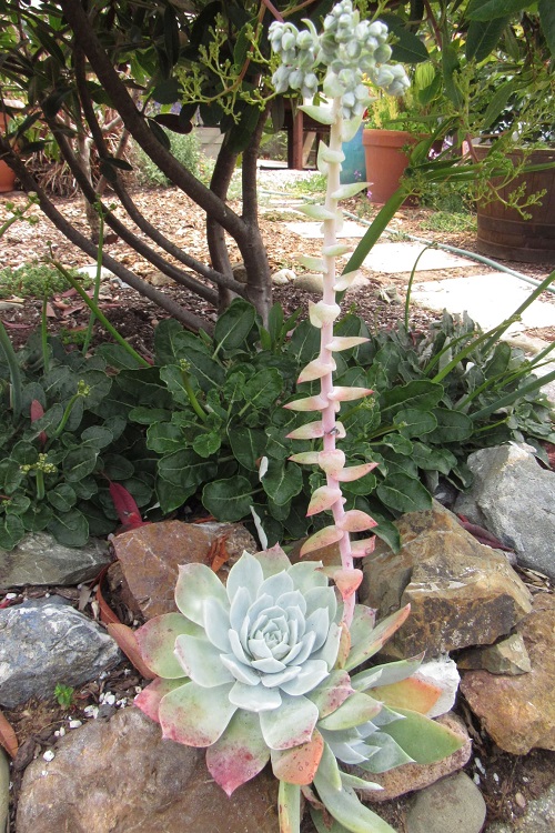 Chalk Dudleya