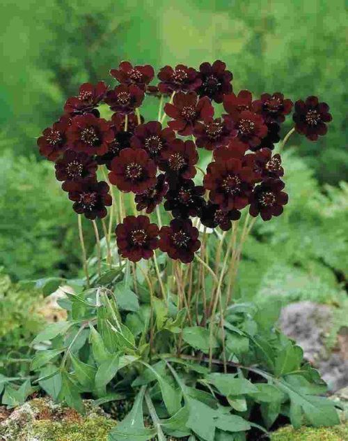 Chocolate Cosmos