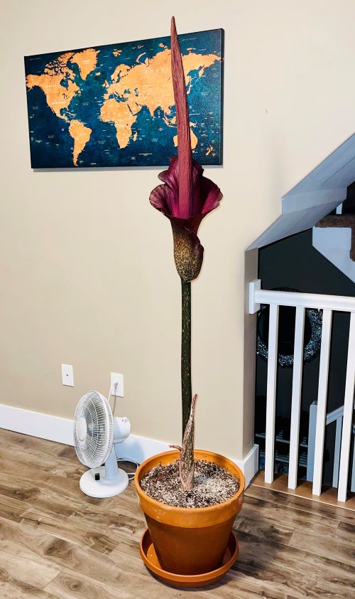 Corpse Flower