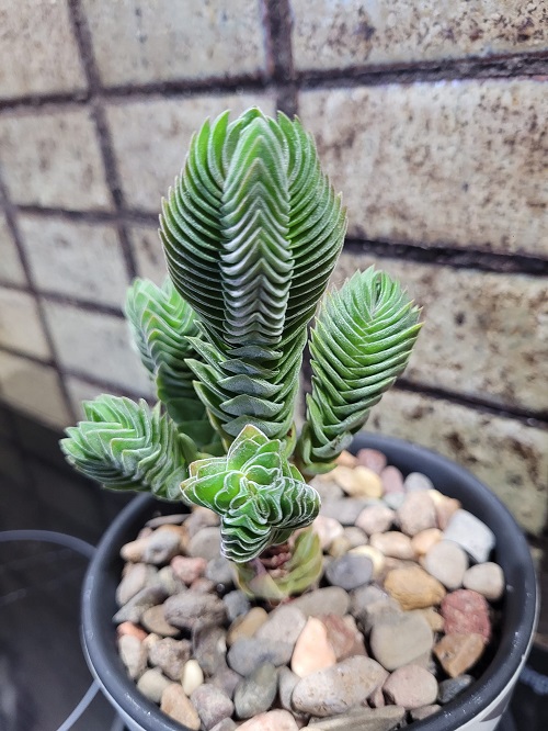 Crassula 'Buddha's Temple' in low light 2
