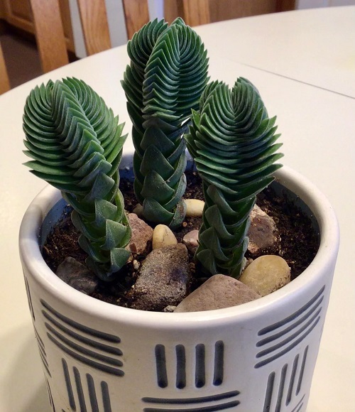 Crassula 'Buddha's Temple' indoor
