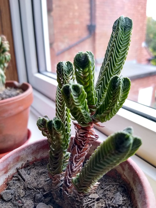 Crassula 'Buddha's Temple' near window