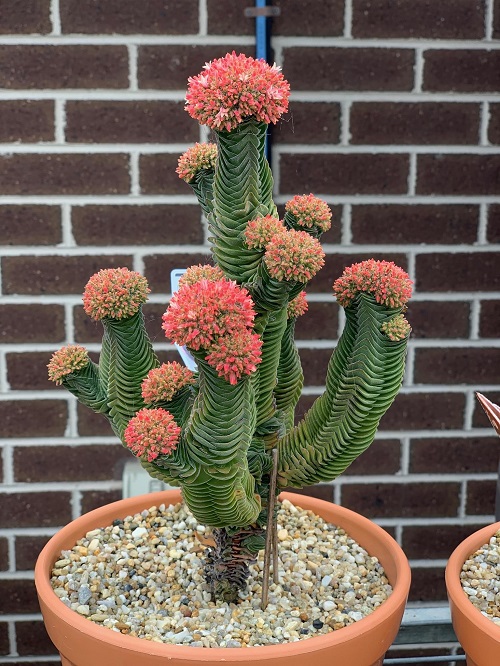 Crassula 'Buddha's Temple'