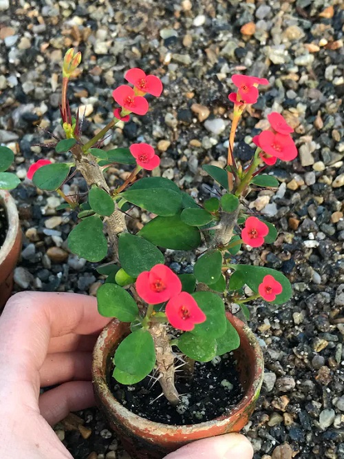 Crown of Thorns