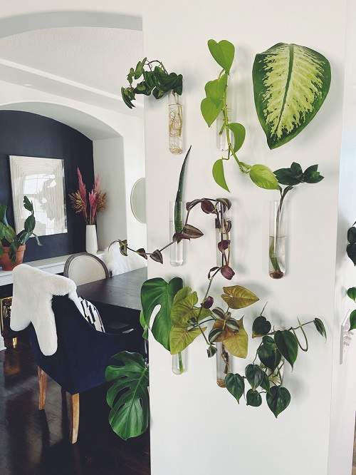plant wall