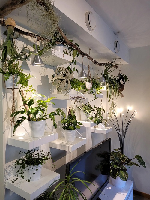plant wall 2