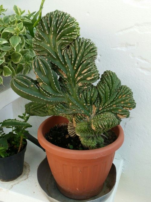 Tricks to grow the Dinosaur Back Plant