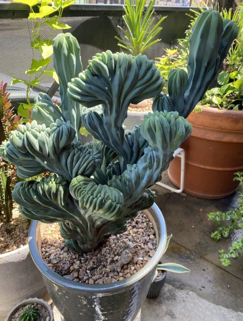 Dinosaur Back Plant 8