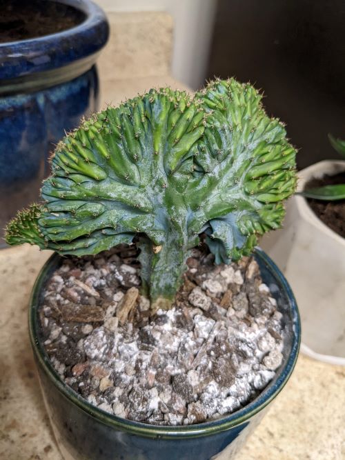 Dinosaur Back Plant 5