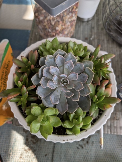 Echeveria in pot
