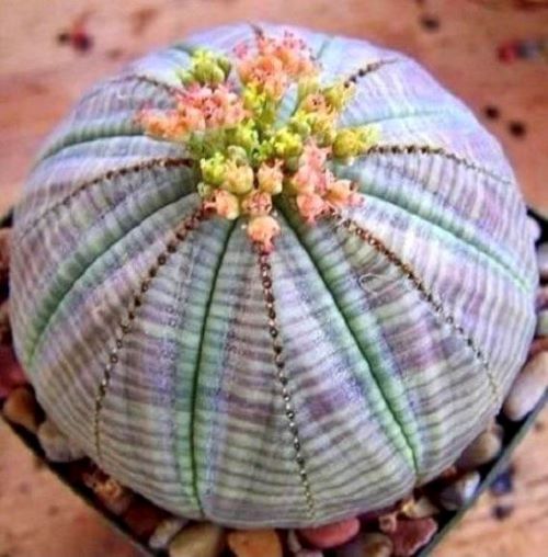 Baseball Plant