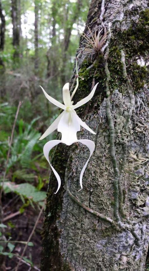 Ghost Orchid