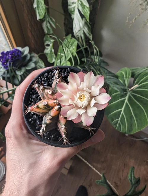 Gymnocalycium mihanovichii