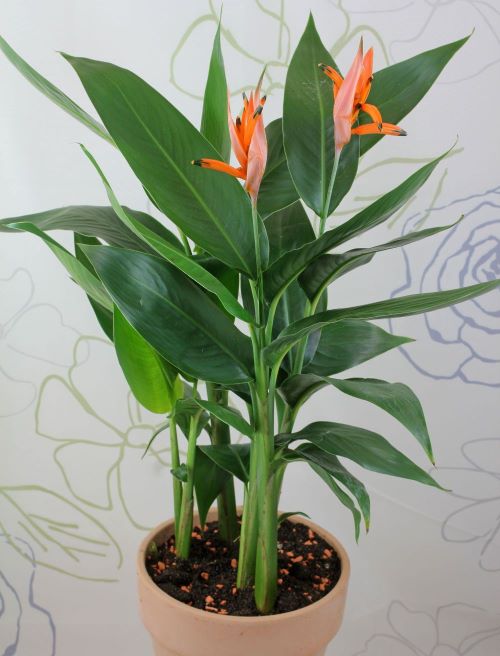 Parrot Flower