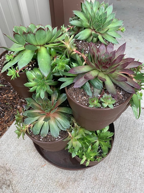 Hens and Chicks