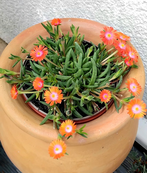 Ice Plant