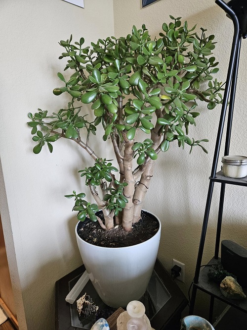 jade plant indoor