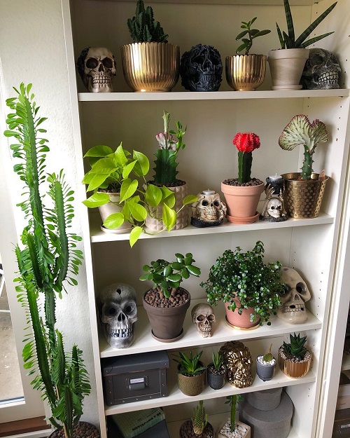 Jade Plants display ideas 2