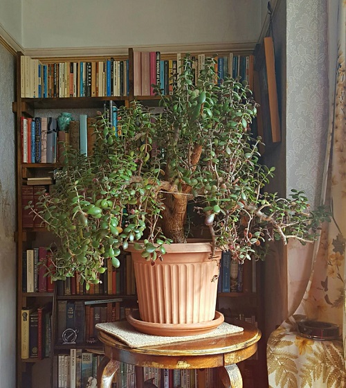 Jade Plants display ideas 2