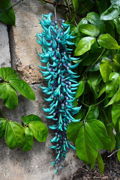 Jade Vine