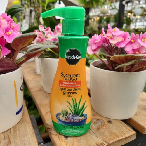 liquid Fertilizers For Succulents