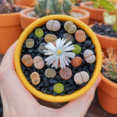 Living Stones
