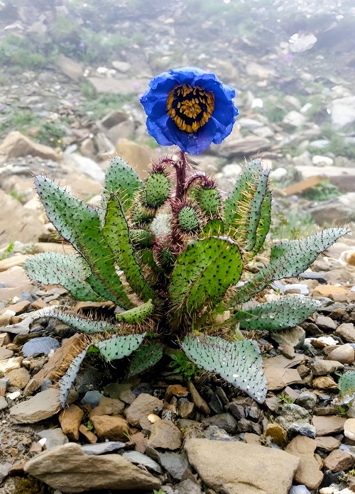 Blue Himalayan Poppy