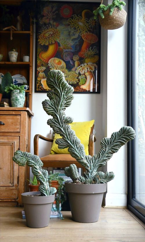 Dinosaur Back Plant 1