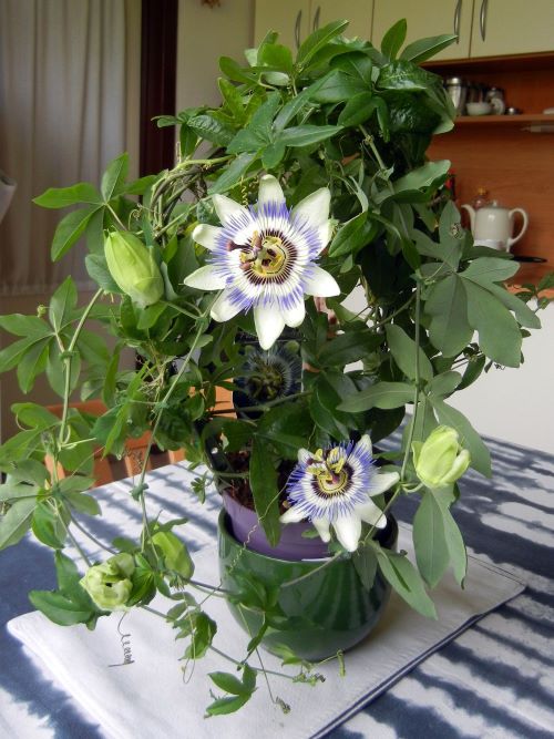Passion Flower