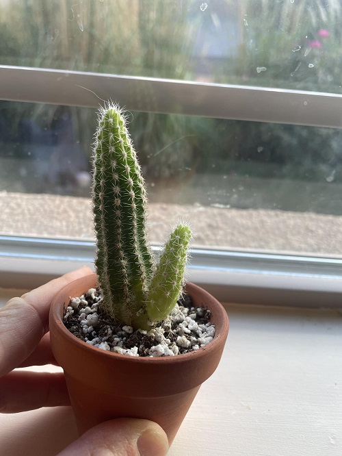 Peanut Cactus Propagate