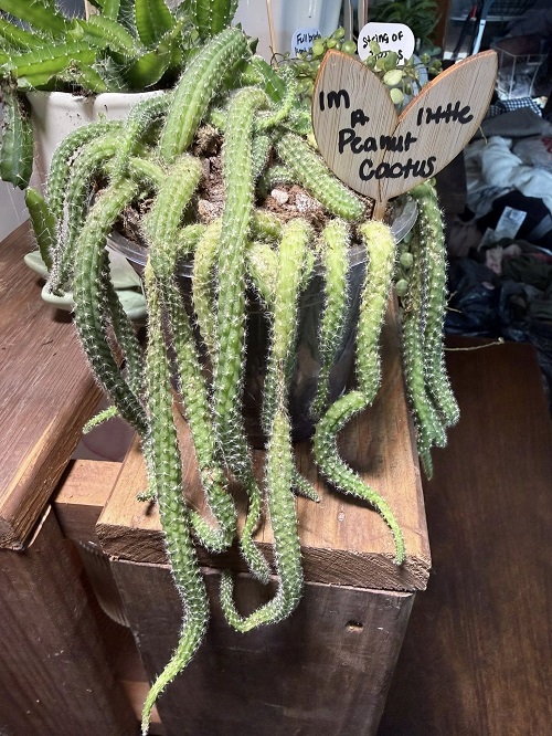 Peanut Cactus wrinkle leaves