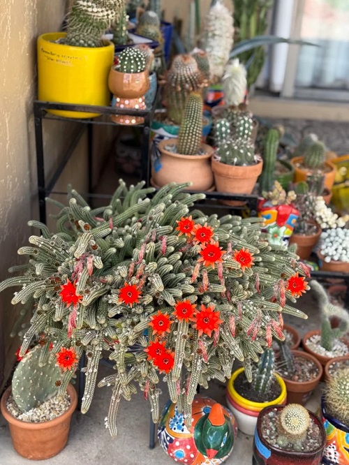 Peanut Cactus indoor