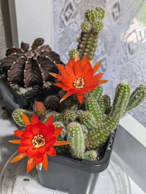 Peanut Cactus near window